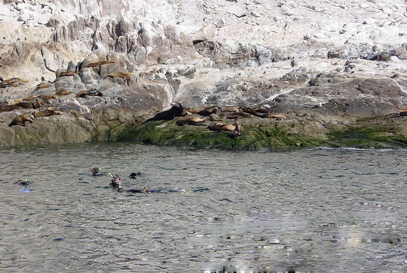 Rocky Point Snorkoling-bird-island