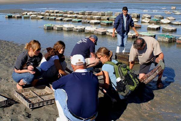 Punta Roja Oyster Farm Rocky Point Mexico Punta Roja Oyster Farm Rocky Point Mexico