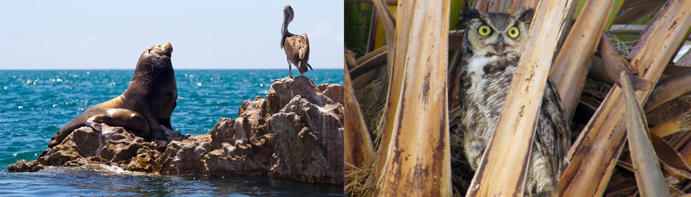 Things-to-do_Puerto-Penasco Attractions in Puerto Penasco