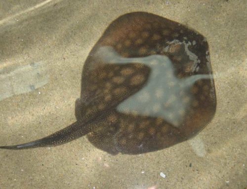Jellyfish and Stingray season in Puerto Penasco
