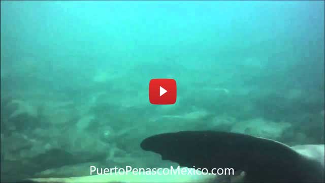 Puerto Penasco scuba diving